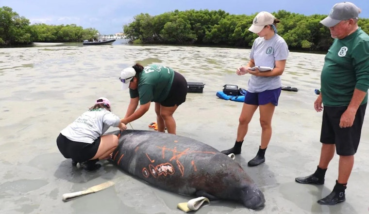 Stranded Manatee Rescued by Coast Guard and Wildlife Officials in Fort Pierce, Fla