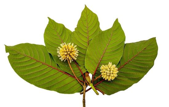 Tinley Park, Illinois, Imposes Ban on Kratom Amid Controversy Over Herbal Substance's Legality and Safety