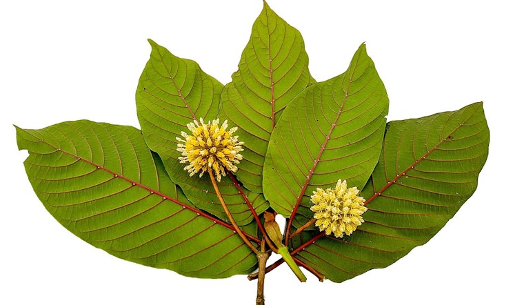 Tinley Park, Illinois, Imposes Ban on Kratom Amid Controversy Over Herbal Substance's Legality and Safety