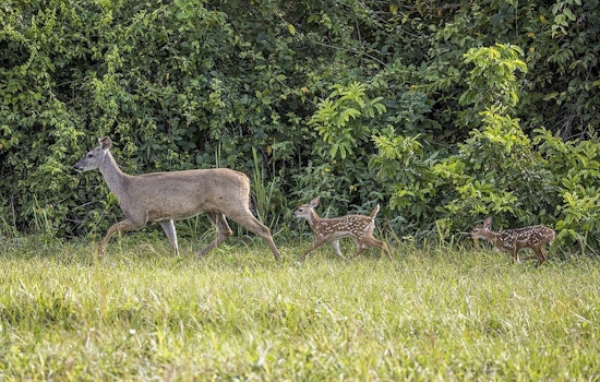 TPWD Predicts Exceptional Bowhunting Season in Texas, Citing Lush Forage and Antler Growth