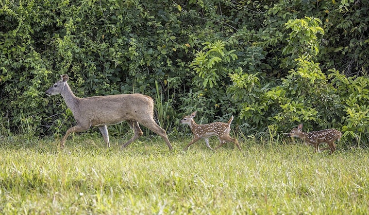 TPWD Predicts Exceptional Bowhunting Season in Texas, Citing Lush Forage and Antler Growth