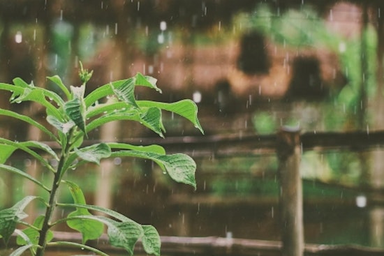 Trade Winds to Continue Over Hawaiian Islands with Slight Decrease in Showers