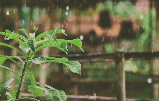 Trade Winds to Continue Over Hawaiian Islands with Slight Decrease in Showers