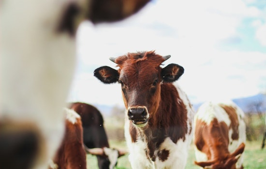 University of Minnesota and The Nature Conservancy Study Shows U.S. Beef Industry Could Cut Emissions by 30%