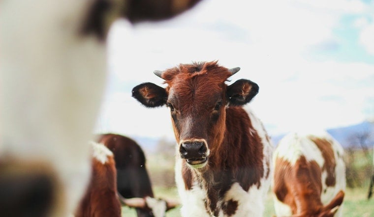 University of Minnesota and The Nature Conservancy Study Shows U.S. Beef Industry Could Cut Emissions by 30%