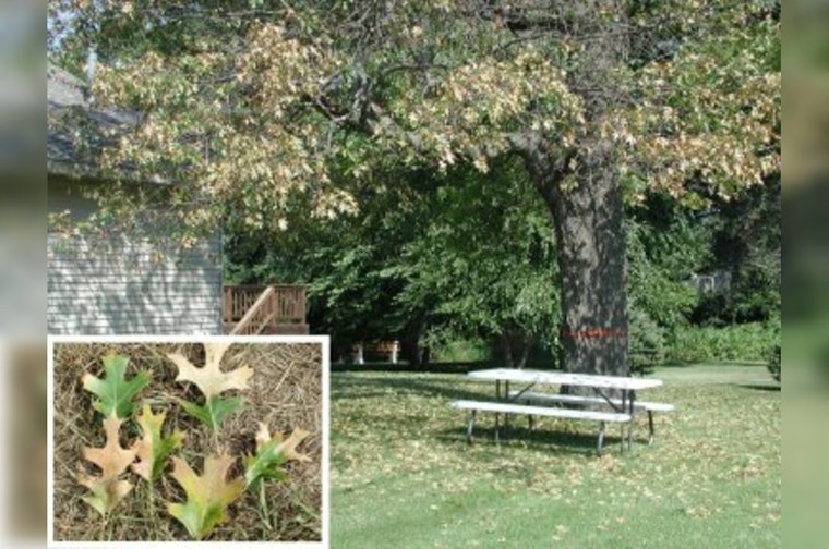 University of Minnesota Researchers Devise Rapid Oak Wilt Diagnostic Tool Using Gold Nanoparticles