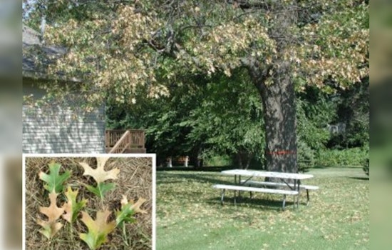 University of Minnesota Researchers Devise Rapid Oak Wilt Diagnostic Tool Using Gold Nanoparticles