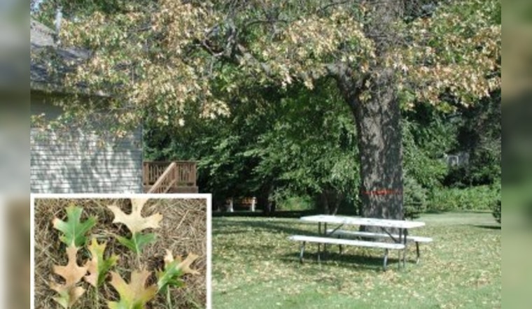 University of Minnesota Researchers Devise Rapid Oak Wilt Diagnostic Tool Using Gold Nanoparticles