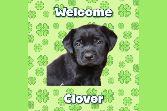 University of North Texas Police Department Welcomes New Pup 'Clover' After Community Votes