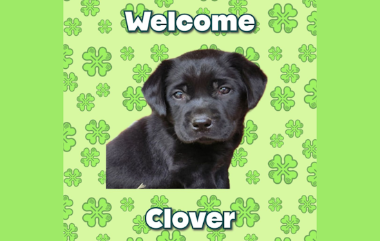 University of North Texas Police Department Welcomes New Pup 'Clover' After Community Votes