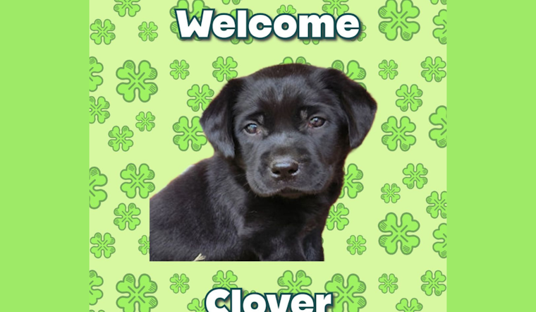 University of North Texas Police Department Welcomes New Pup 'Clover' After Community Votes
