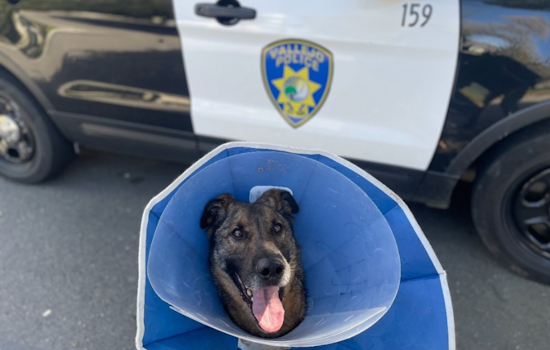 Vallejo Police Arrest Suspected Burglar with Assistance from K9 Hero and Alert Neighbor