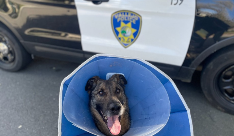 Vallejo Police Arrest Suspected Burglar with Assistance from K9 Hero and Alert Neighbor