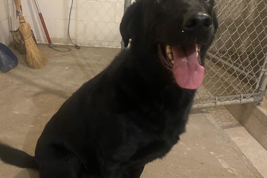 Wabasha's Watermelon Fest Wandering Lab Safely Reunited with Owners After Community Effort