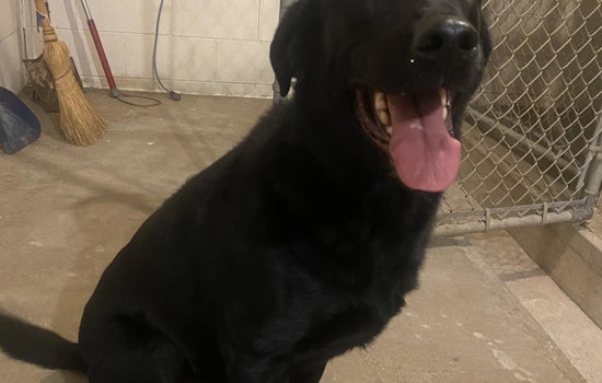 Wabasha's Watermelon Fest Wandering Lab Safely Reunited with Owners After Community Effort