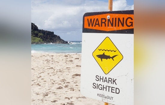 Warnings Issued at Oahu's Sunset Beach Due to Aggressive 10-Foot Shark Sightings