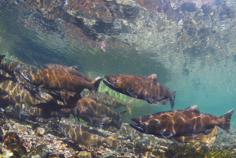 Washington Department of Fish and Wildlife Reaches Settlement Over Alleged ESA Violations in Salmon Hatchery Programs