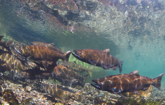 Washington Department of Fish and Wildlife Reaches Settlement Over Alleged ESA Violations in Salmon Hatchery Programs