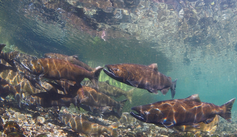Washington Department of Fish and Wildlife Reaches Settlement Over Alleged ESA Violations in Salmon Hatchery Programs