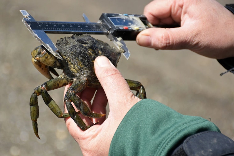 Washington Department of Fish and Wildlife Unveils Six-Year Plan to Combat Invasive European Green Crabs
