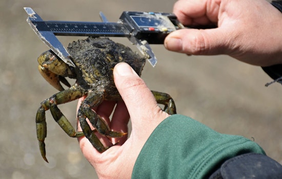 Washington Department of Fish and Wildlife Unveils Six-Year Plan to Combat Invasive European Green Crabs
