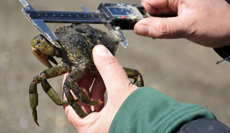 Washington Department of Fish and Wildlife Unveils Six-Year Plan to Combat Invasive European Green Crabs