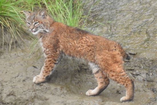 Washington Introduces New Bobcat Hunting Rule, Lower Jaws Required for Pelt Sealing
