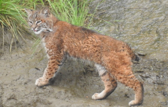 Washington Introduces New Bobcat Hunting Rule, Lower Jaws Required for Pelt Sealing