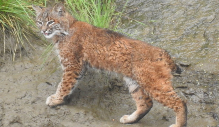 Washington Introduces New Bobcat Hunting Rule, Lower Jaws Required for Pelt Sealing