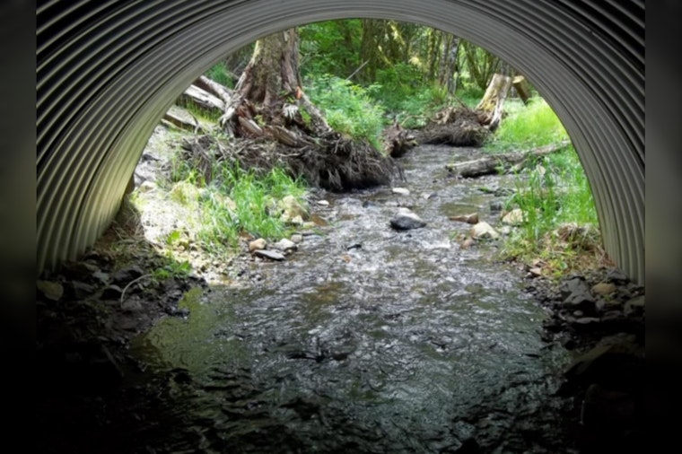 Washington Residents Invited to Review and Comment on WDFW's Draft Strategy for Salmon Passage