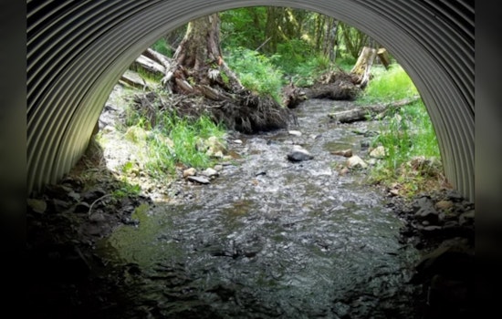 Washington Residents Invited to Review and Comment on WDFW's Draft Strategy for Salmon Passage