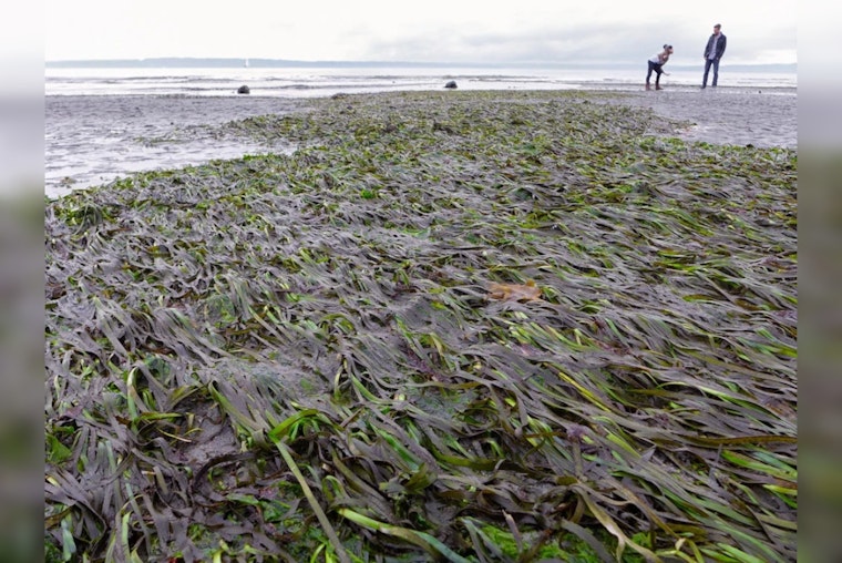 Washington State Agencies Announce $8.5 Million Funding for Puget Sound Restoration and Protection