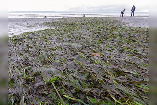Washington State Agencies Announce $8.5 Million Funding for Puget Sound Restoration and Protection