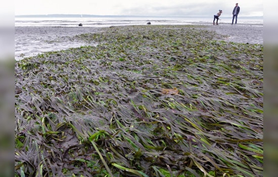 Washington State Agencies Announce $8.5 Million Funding for Puget Sound Restoration and Protection