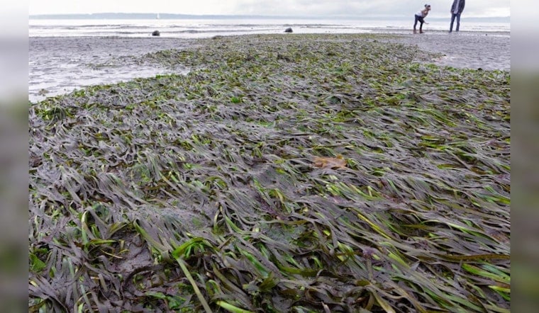 Washington State Agencies Announce $8.5 Million Funding for Puget Sound Restoration and Protection