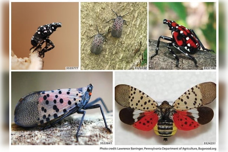 Wayne County Joins Fight Against Invasive Spotted Lanternfly as Michigan Ramps Up Containment Efforts