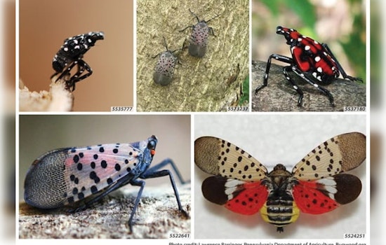 Wayne County Joins Fight Against Invasive Spotted Lanternfly as Michigan Ramps Up Containment Efforts