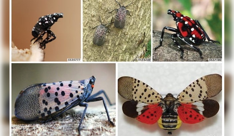 Wayne County Joins Fight Against Invasive Spotted Lanternfly as Michigan Ramps Up Containment Efforts