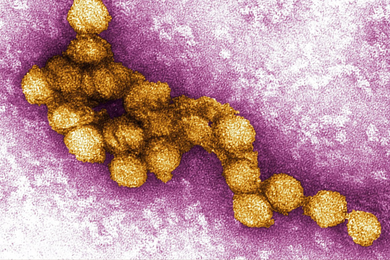 West Nile Virus Alert in Carrollton: Positive Mosquito Samples Prompt Spraying Actions