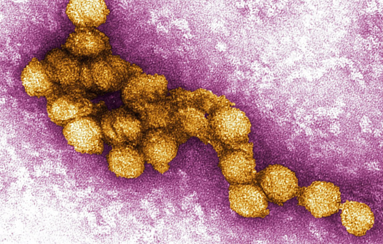West Nile Virus Alert in Carrollton: Positive Mosquito Samples Prompt Spraying Actions