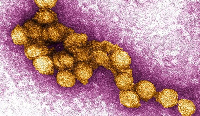 West Nile Virus Alert in Carrollton: Positive Mosquito Samples Prompt Spraying Actions