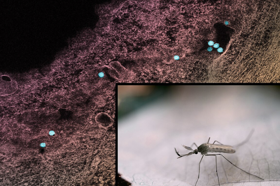 West Nile Virus Cases Rise to Seven in Denton County, Health Officials Urge Precautionary Measures