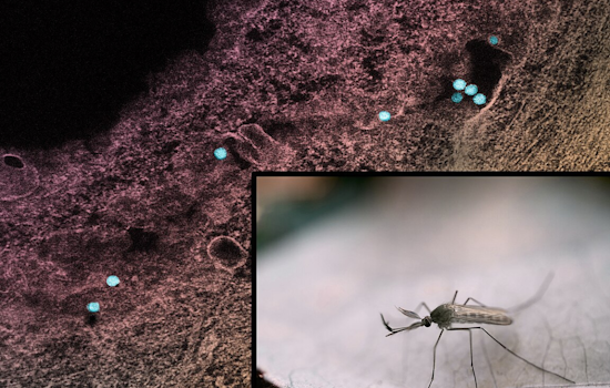 West Nile Virus Cases Rise to Seven in Denton County, Health Officials Urge Precautionary Measures