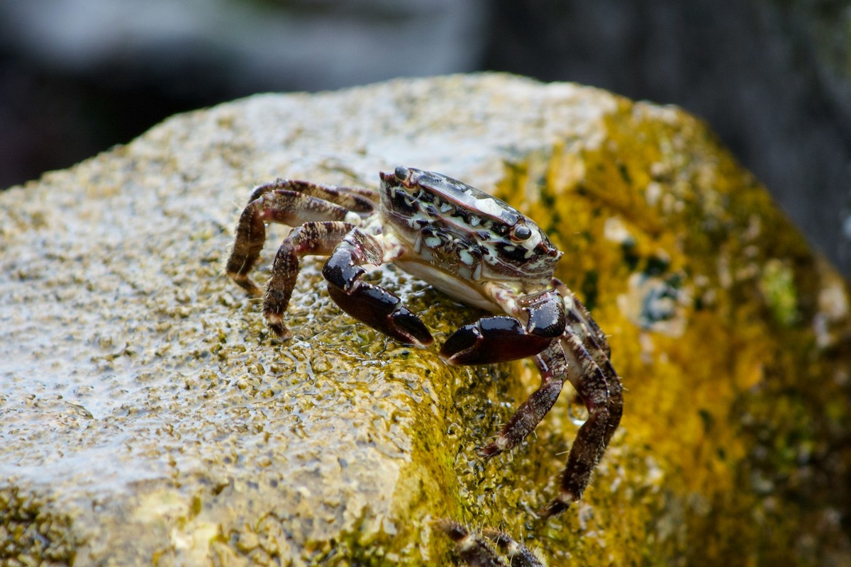 Winter Crabbing Season Starts Oct. 1 in Select Puget Sound Marine