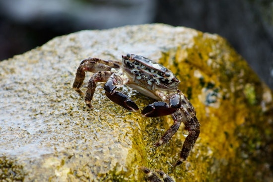 Winter Crabbing Season Starts Oct. 1 in Select Puget Sound Marine Areas, WDFW Announces