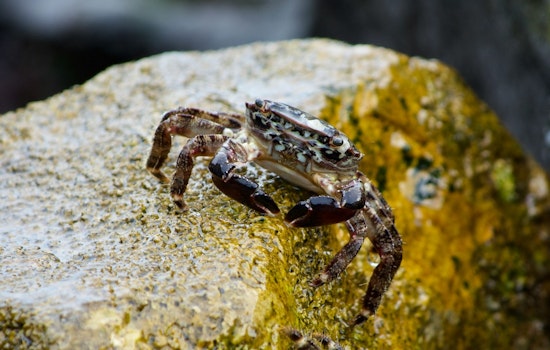 Winter Crabbing Season Starts Oct. 1 in Select Puget Sound Marine Areas, WDFW Announces