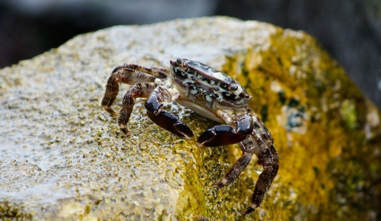Winter Crabbing Season Starts Oct. 1 in Select Puget Sound Marine Areas, WDFW Announces