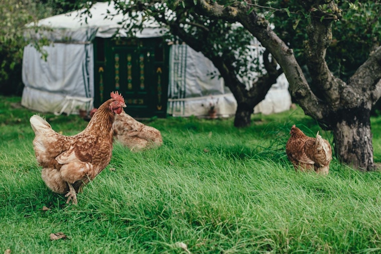 Woodbury Considers Clucking Change, City Weighs Allowing Backyard Chickens in Urban Zones