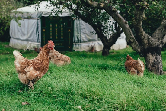 Woodbury Considers Clucking Change, City Weighs Allowing Backyard Chickens in Urban Zones