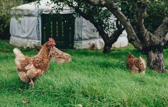 Woodbury Considers Clucking Change, City Weighs Allowing Backyard Chickens in Urban Zones